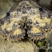 lobster_slipper_3fw_lc_h_0313_cay0435.jpg